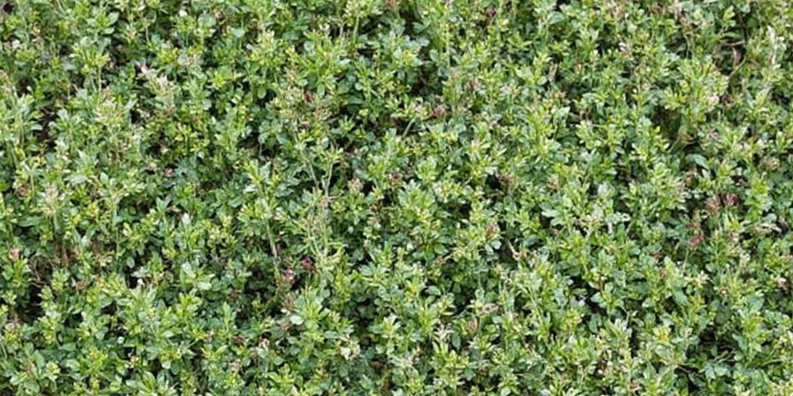 Oregano fun facts infographic