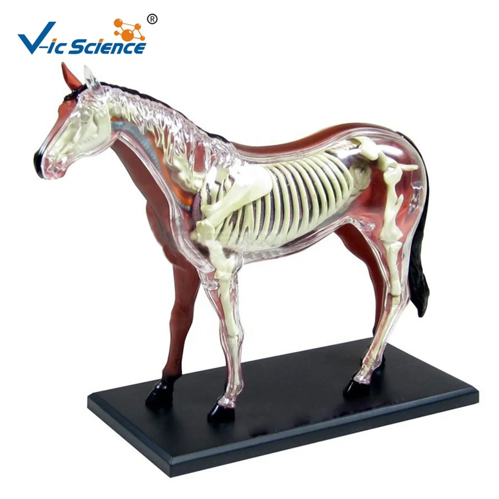 Hot Selling 4d Plastic Horse Muscle Skeleton Model Anatomical Models