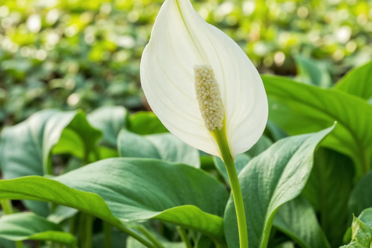 how to take care of peace lily plant