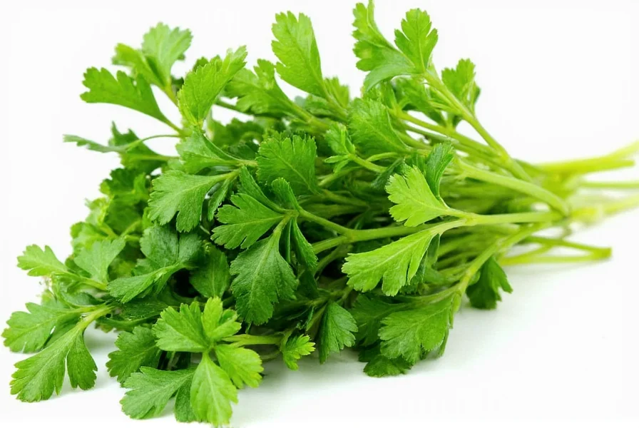 Close-up view of fresh coriander plant showing leaves, stems, and seeds