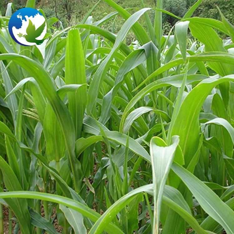 
High Sprouting Rate Fodder Grass Seeds Pasture Seeds Sweet Sorghum Dochna Sorghum Bicolor Seeds 