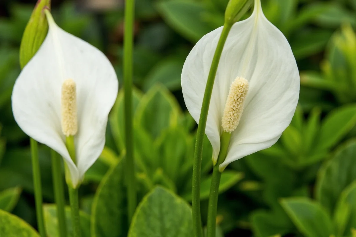 Why Is My Peace Lily Drooping? Causes & Fixes