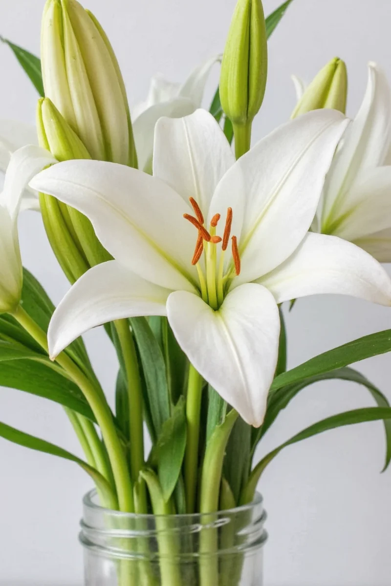 Framed pressed lilies displayed on a wall