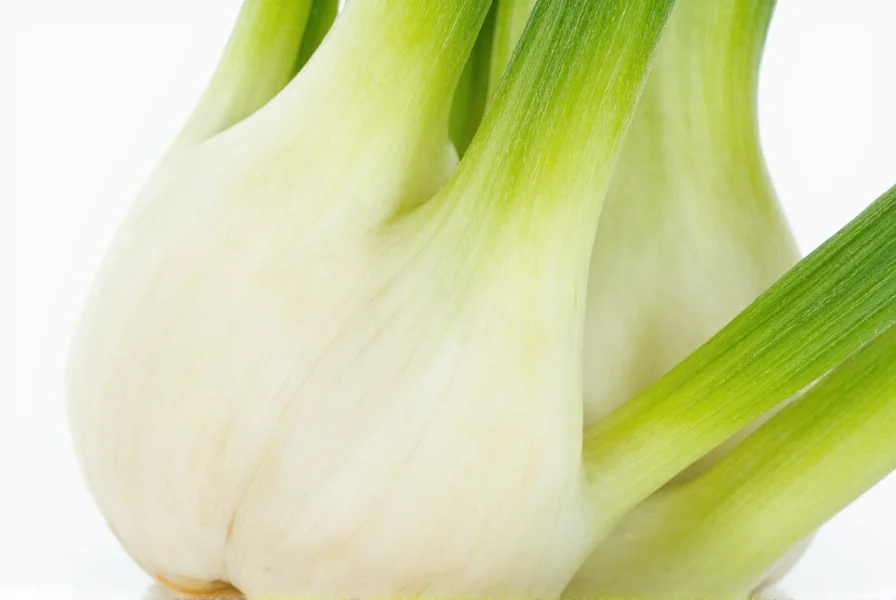 Close-up view of fresh fennel bulb showing crisp white interior and feathery green fronds