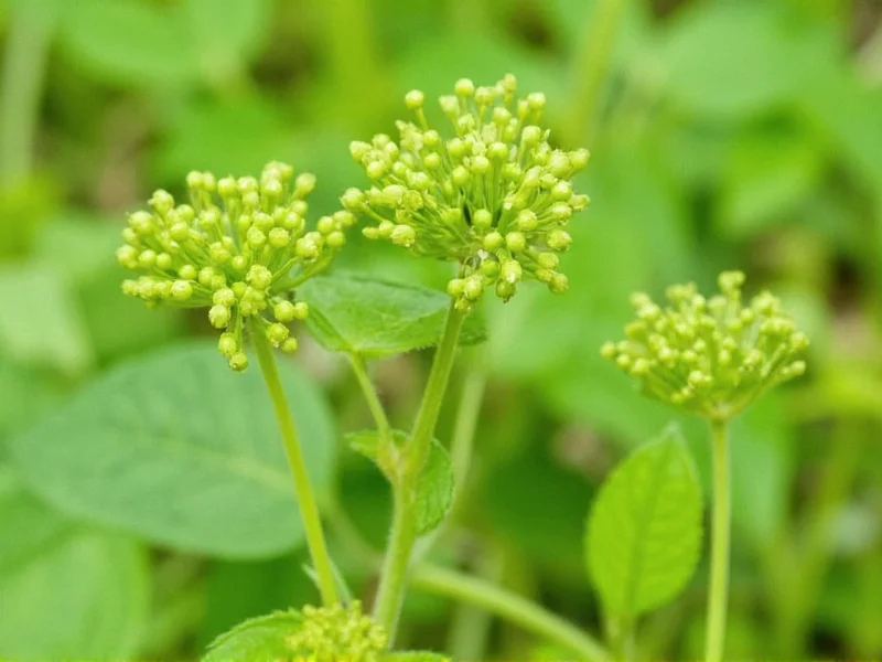 Celery Seed Benefits and Risks: Science-Backed Facts
