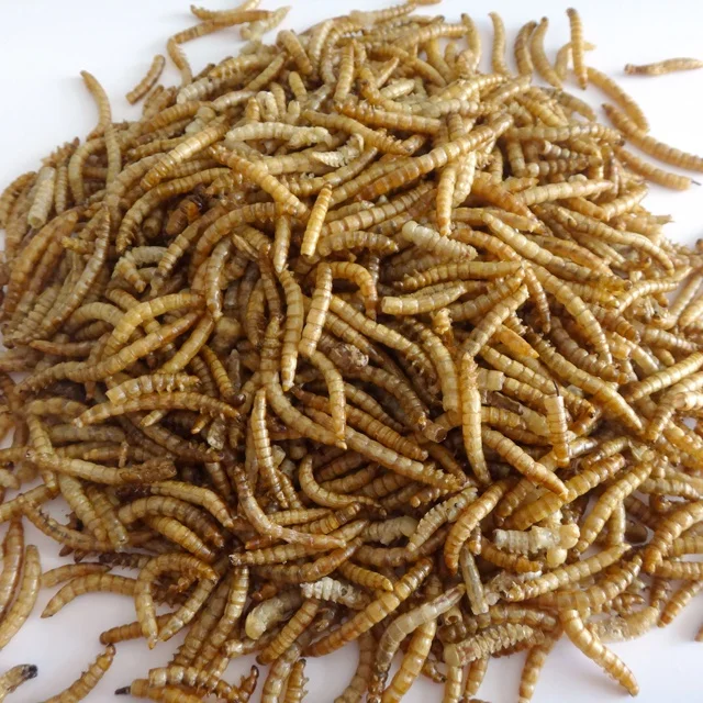 
Dried Mealworms High Protein Customised Birds Food for Fishes Reptiles in Bags 100g Factory Directly Supply 