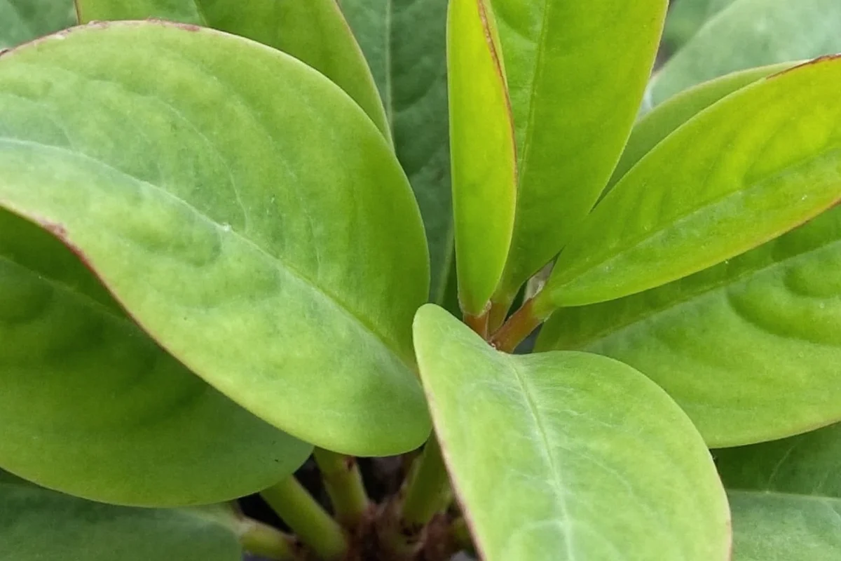 how to care for prayer plant