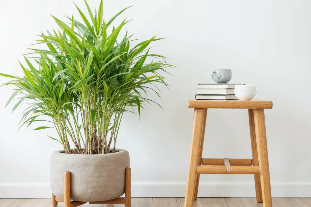 Where to Place Bamboo Plant at Home: Best Spots