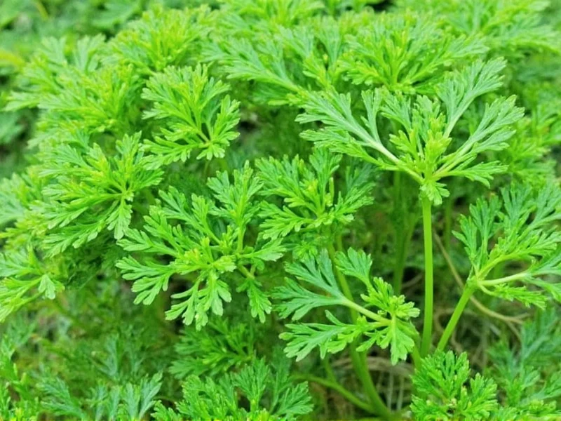 Dill Leaves Benefits: Science-Backed Health Advantages