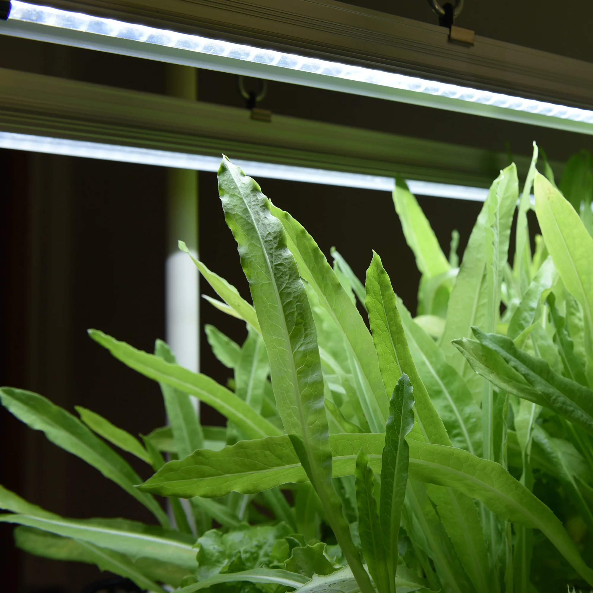 蔬菜.36 "水培种植系统高效成长 led灯全谱