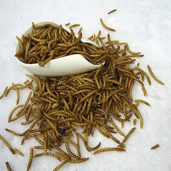 Factory Directly Supply Dried Mealworms Buy Dried Mealworm,Dried