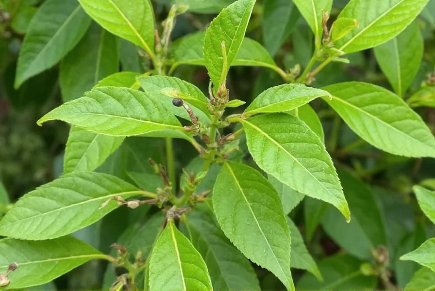 black pepper plant
