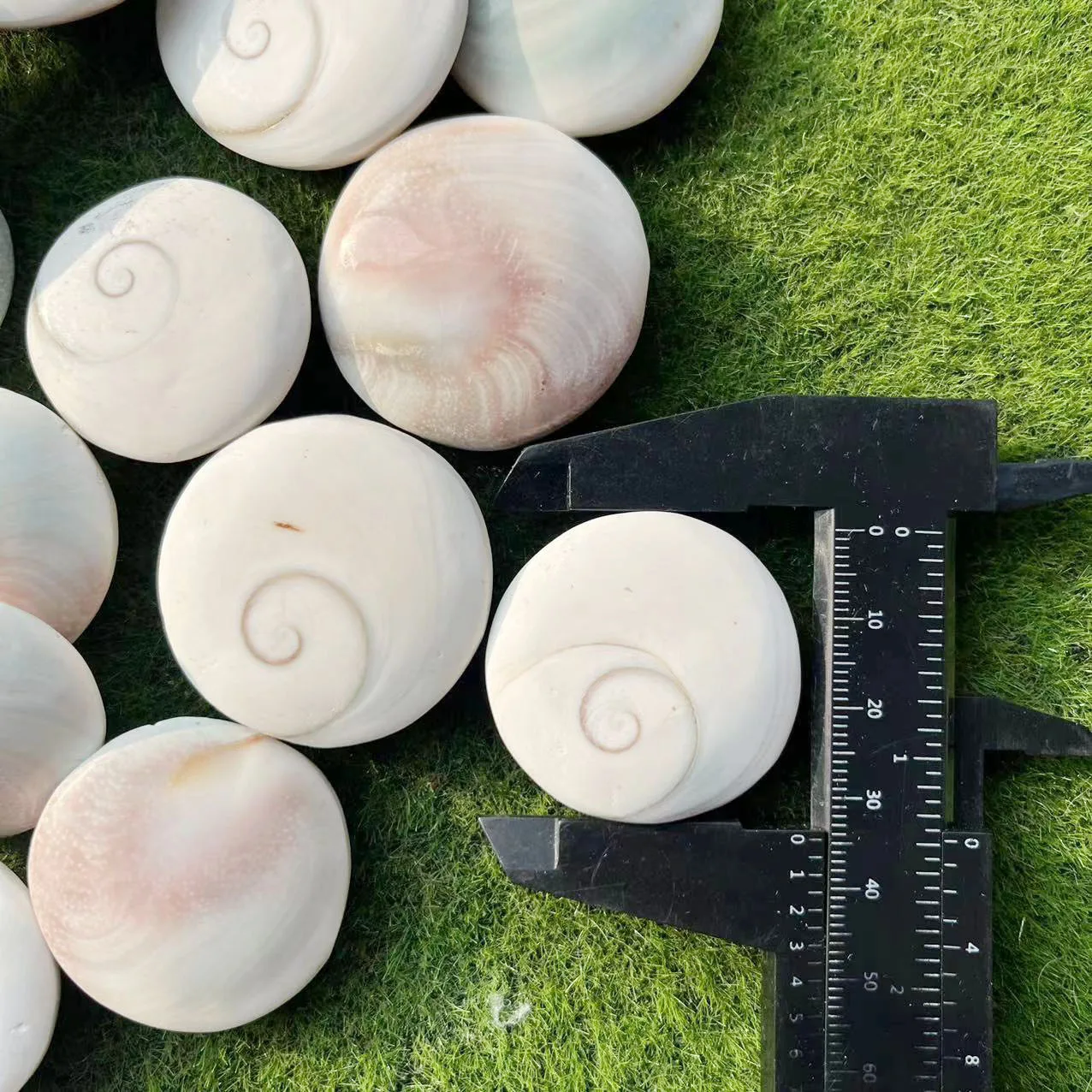 Polished Natural Crystal Shell Gemstone Chakra Shiva Eye Shell for Healing _XCG