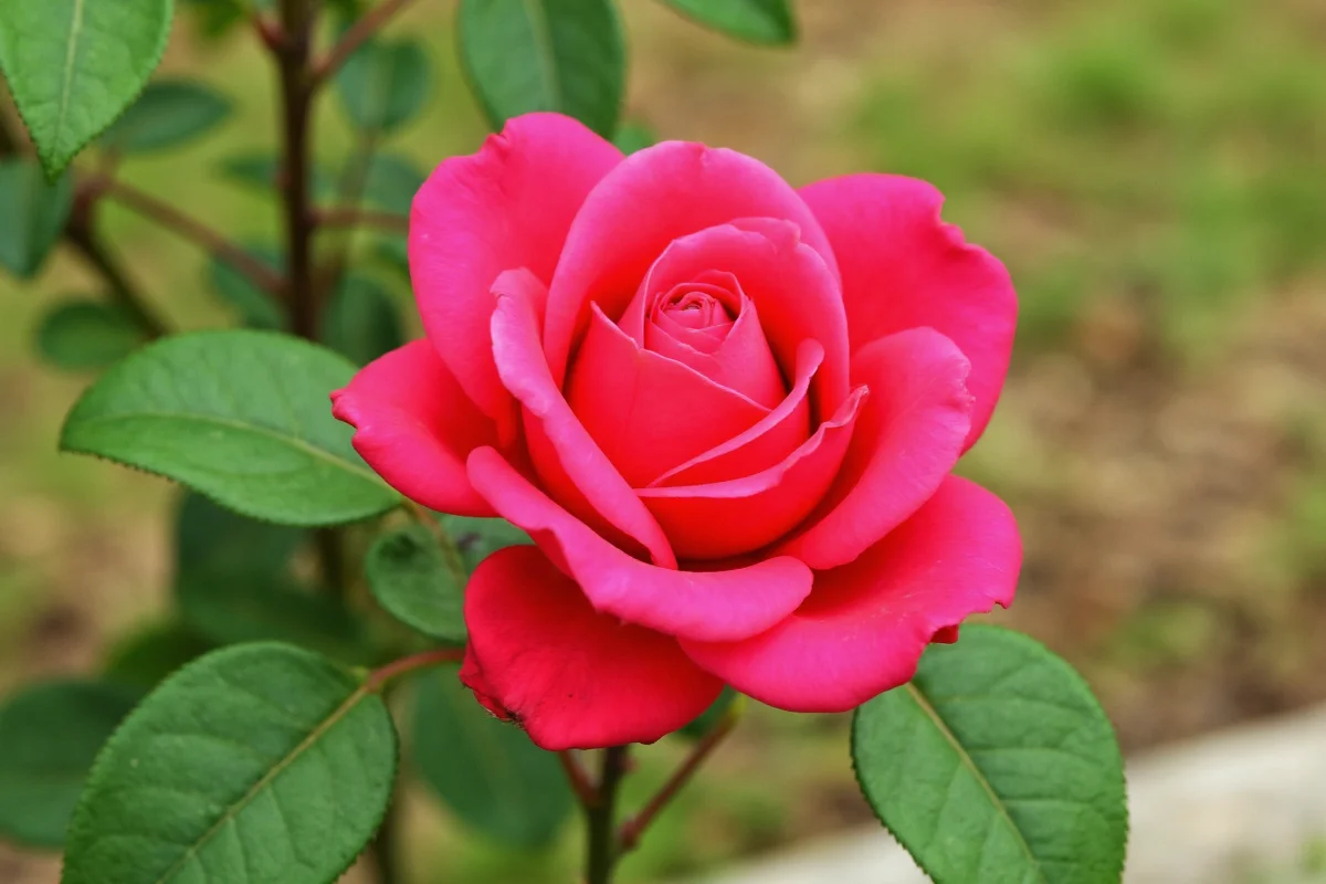 how to take care of rose plant