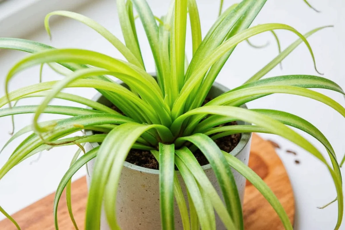 how often should you water a spider plant