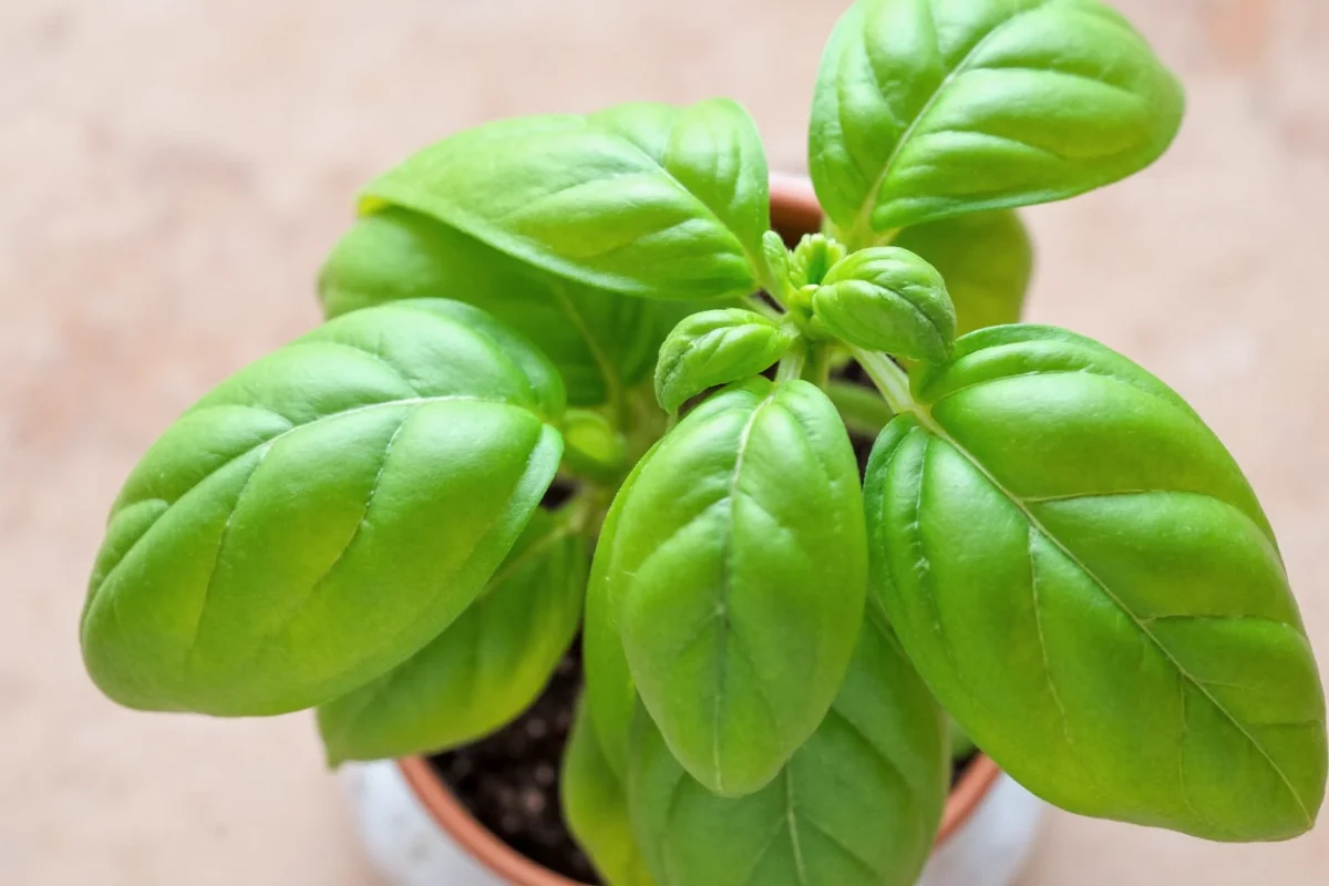 how to care for basil plant indoors