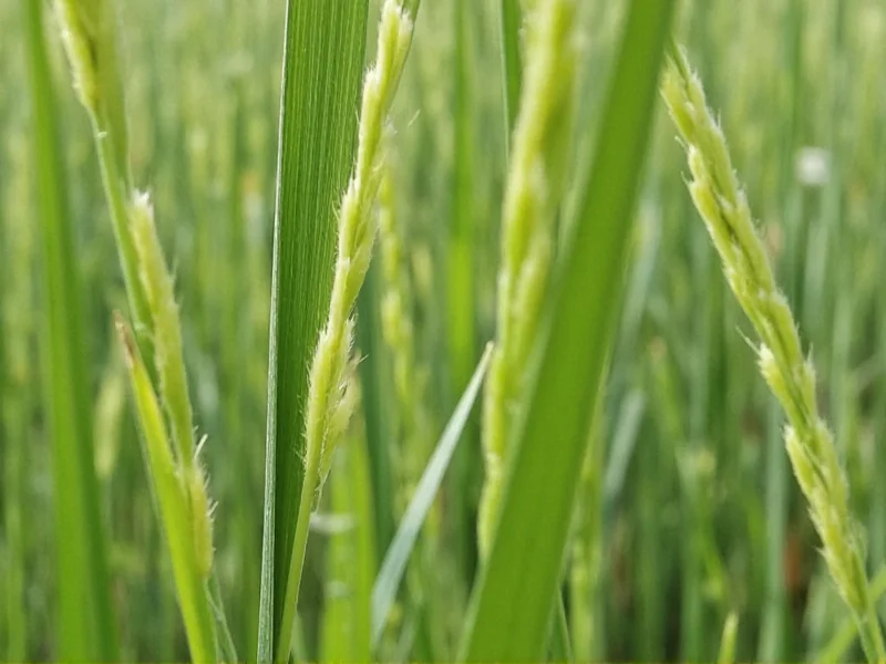 Sesame Plant: Complete Guide to Growing & Uses