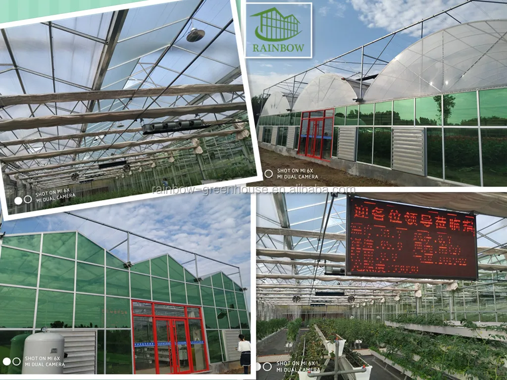 multispan tomato greenhouse.jpg