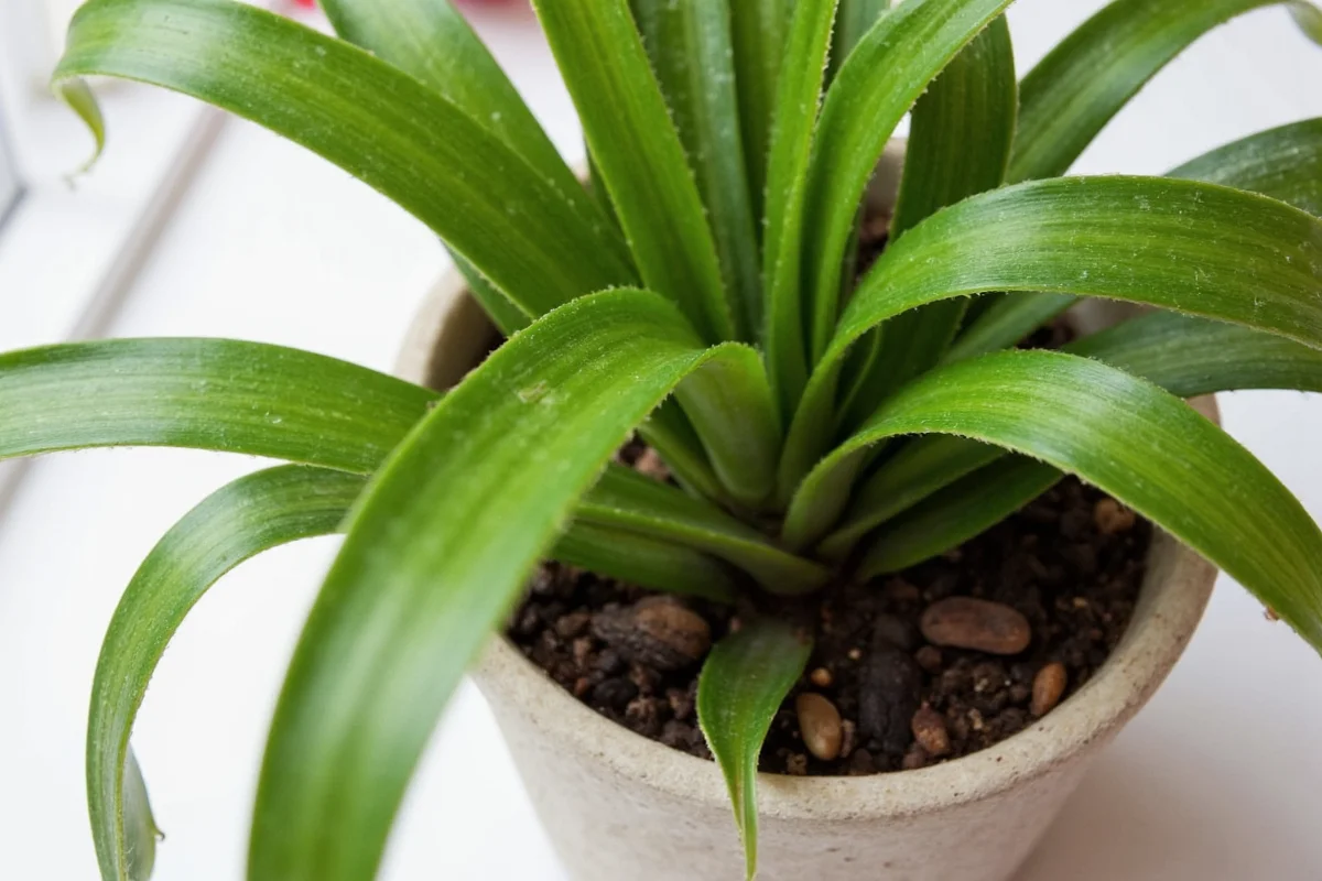 how often to water a snake plant