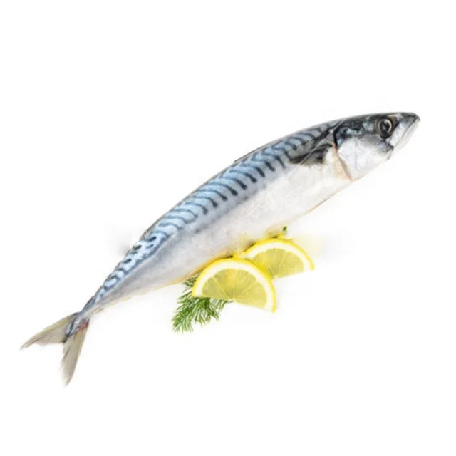 
Frozen horse mackerel prices 