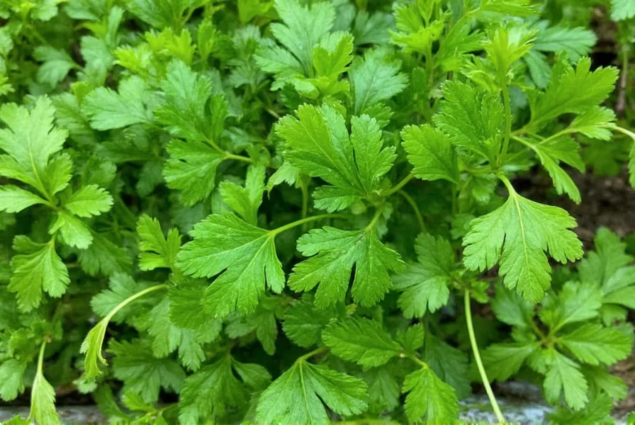 Fresh Coriander: Complete Guide to Selection, Storage & Use
