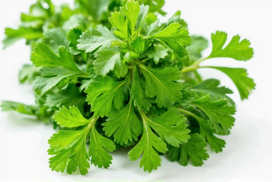Parsley products comparison: fresh, dried, frozen