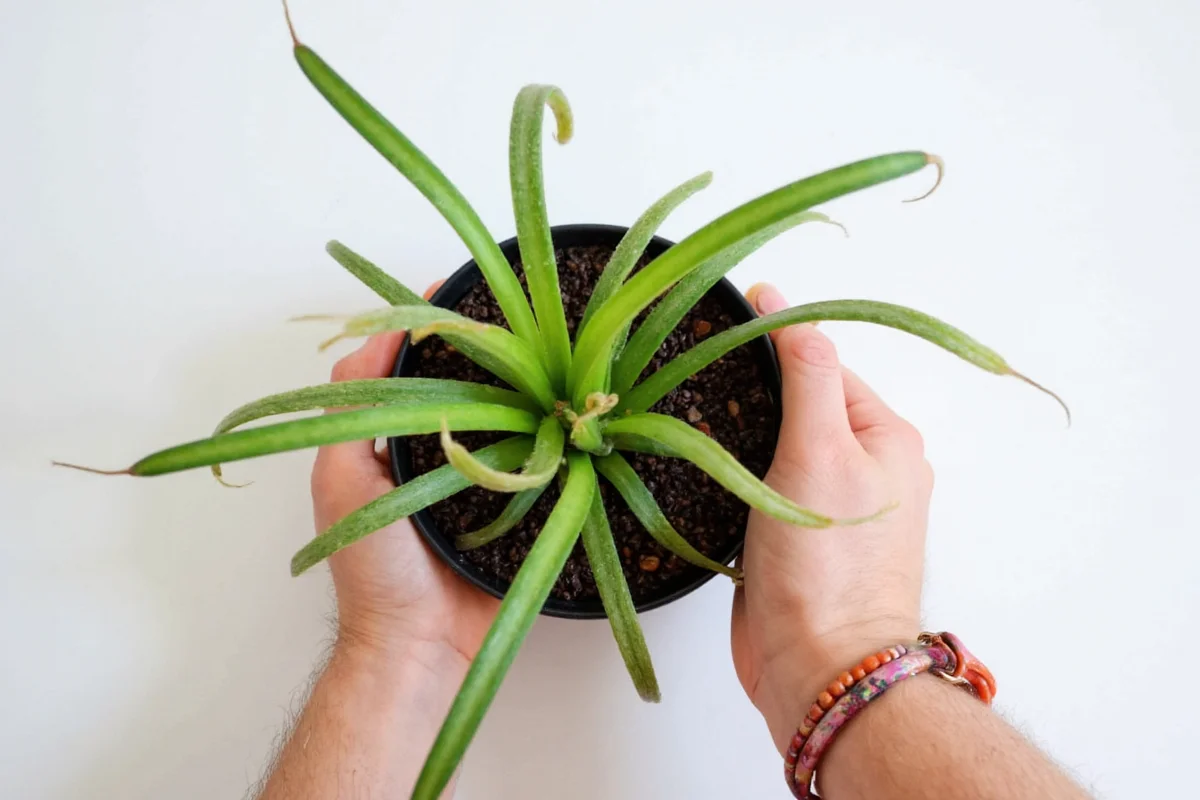 how to water spider plant