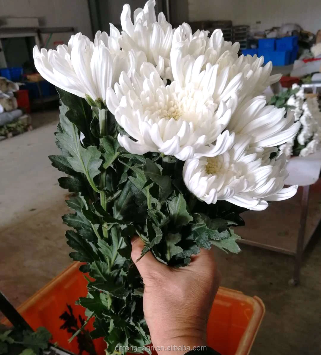 Fresh Cut Flowers Chrysanthemum Buy Chrysanthemum,Chrysanthemum