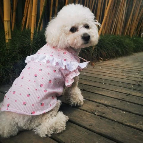 

New thin cute pure cotton fat dog French bulldog cat shirt skirt dog dress clothes