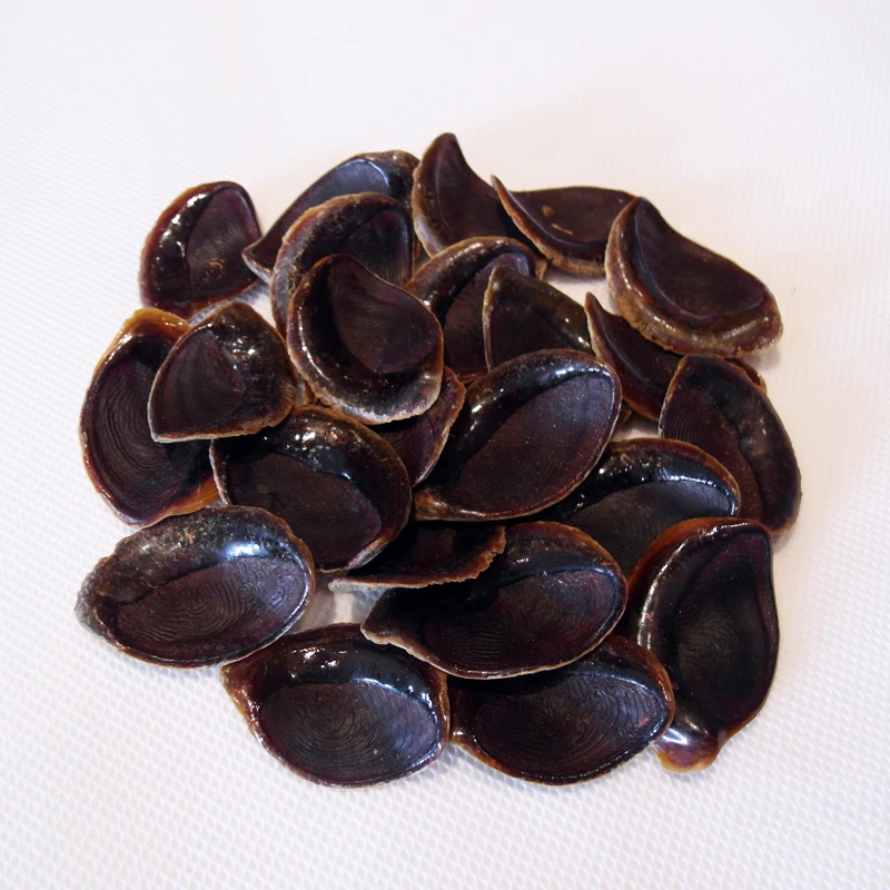 
Factory Conch Operculum Shell Operculum Seashell 