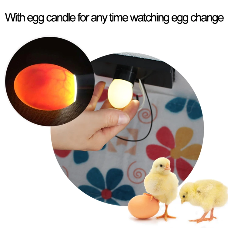 16egg incubator-22.jpg