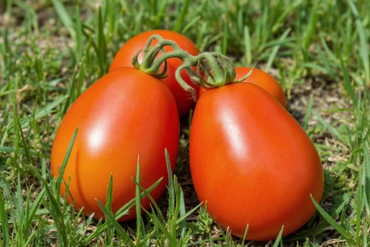 how to plant tomato from seed