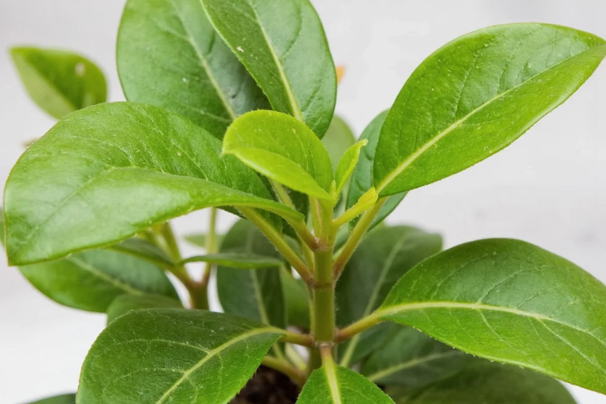 how do you care for a schefflera plant