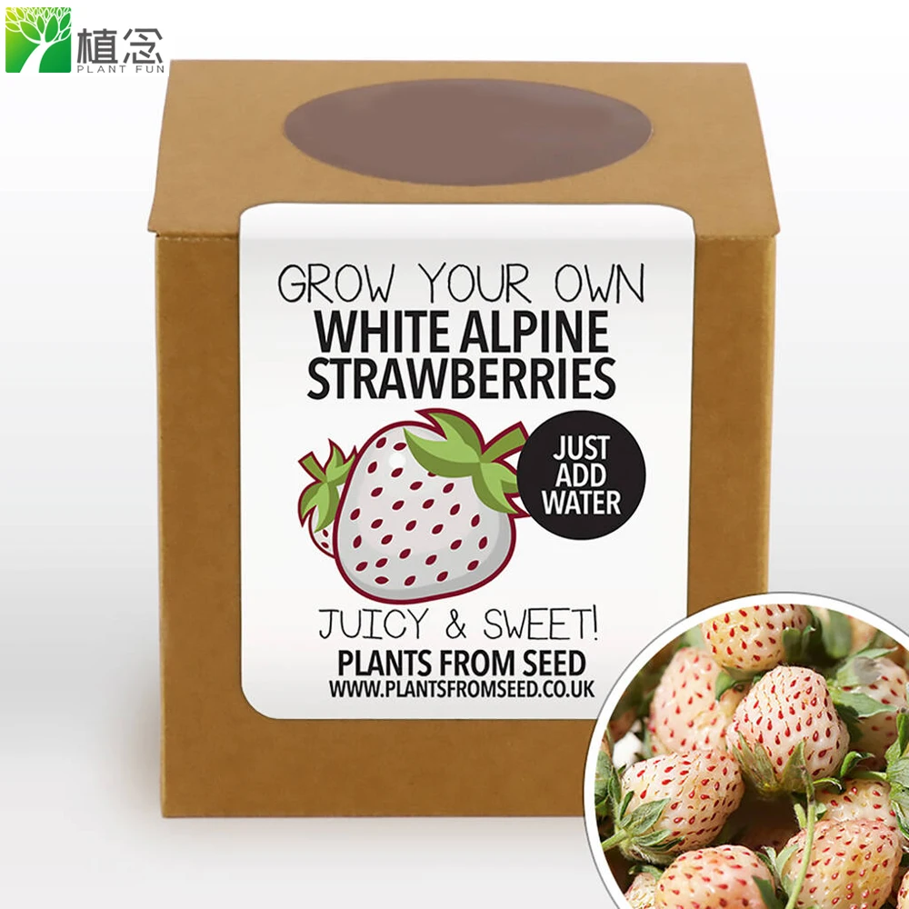 

UK USA market hot selling Complete Grow Your Own White Strawberries seed growing Kit