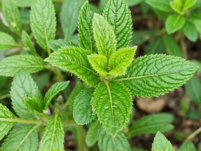 Best Thyme Replacement Herbs: Practical Substitution Guide