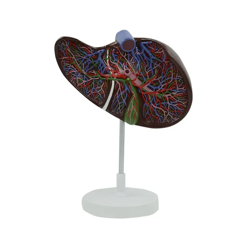 Medical Science  Teaching Equipment  Human Liver Model    Human Organs Model  Liver Structure  Anatomy Model
