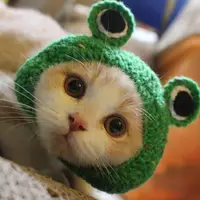 

Hot Sale Hand-knitted Frog Green Cute Dog Accessories Small Dogs Cap Cat Pet Hats
