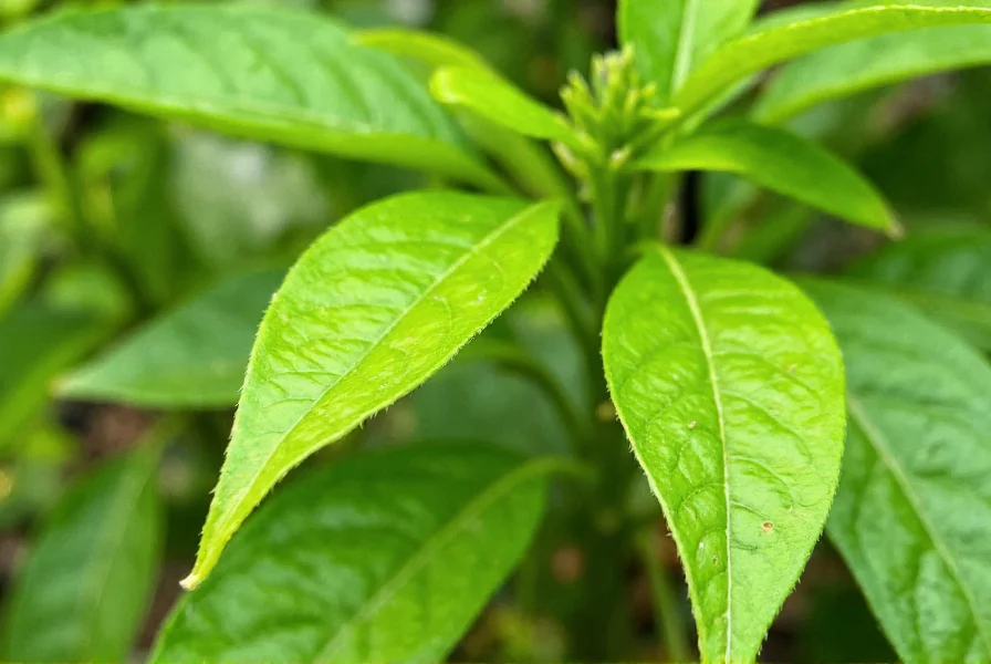 Close-up of healthy pepper plant leaves showing proper texture and color without pests or disease