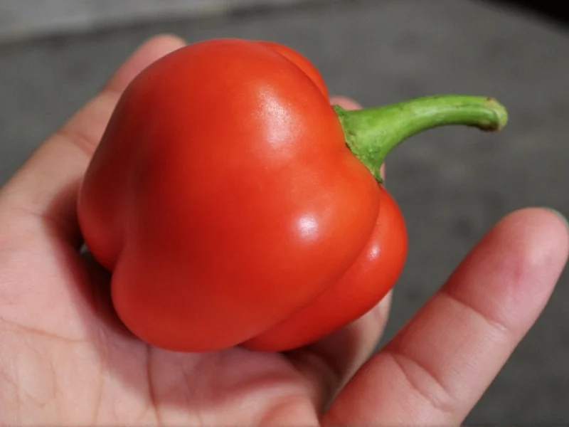 pepper.steps Forum: Technical Problem-Solving Community Guide