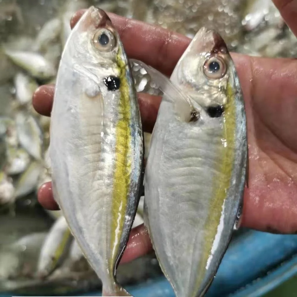 Frozen Yellow Strip Trevally/yellow Tail Fish/ Yellow Scad/mackerel