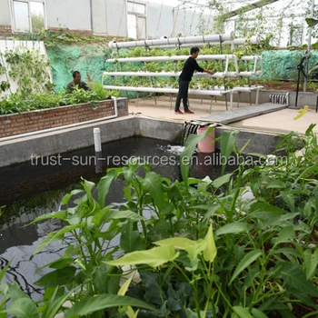 environmental friendly aquaponics growing systems - buy