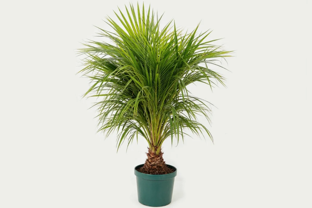 how to care for a ponytail palm plant