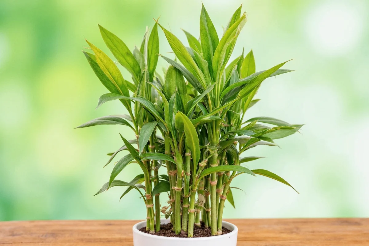 how do you keep a bamboo plant alive