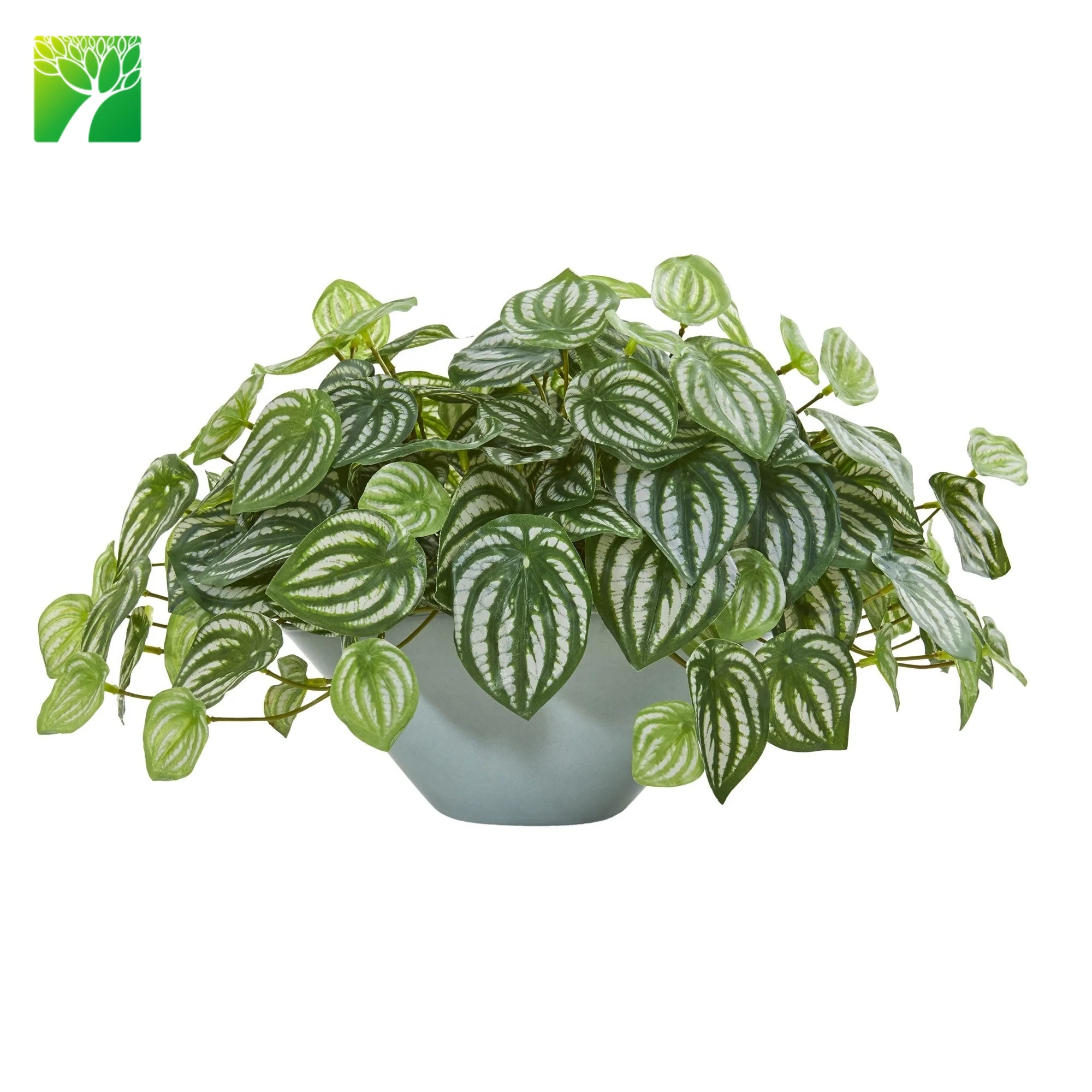 
Wholesale indoor decoration PEPEROMIA CAPERATA Peperomia Diamond live succulent 