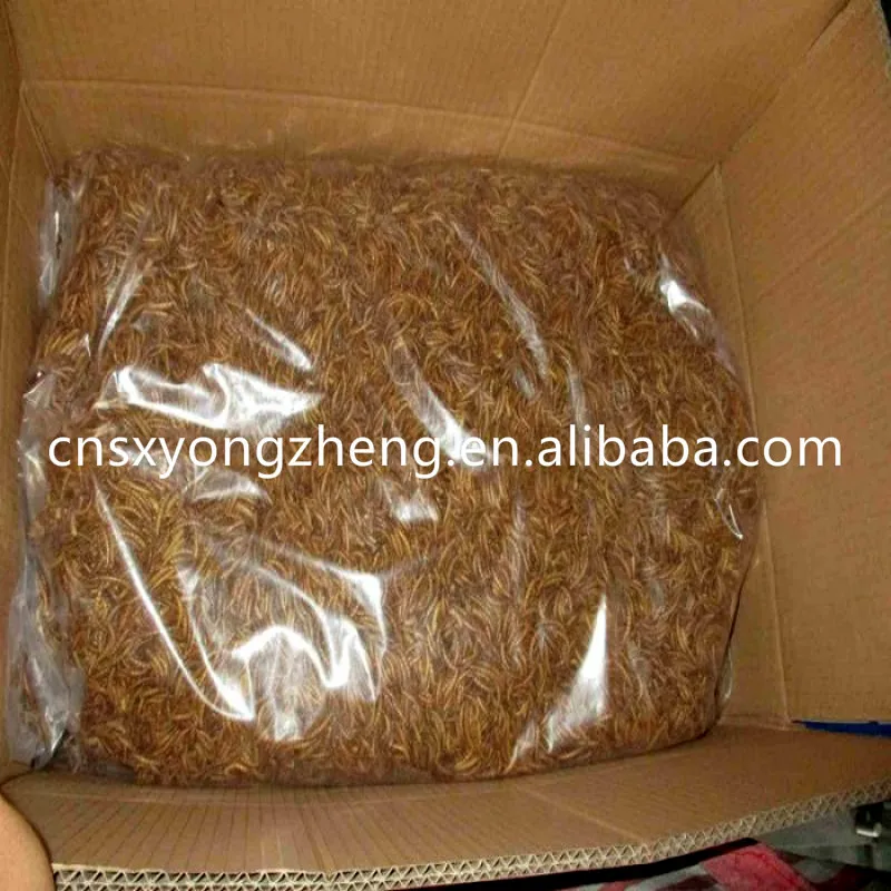 Wholesale-Meal-Worms(3).jpg