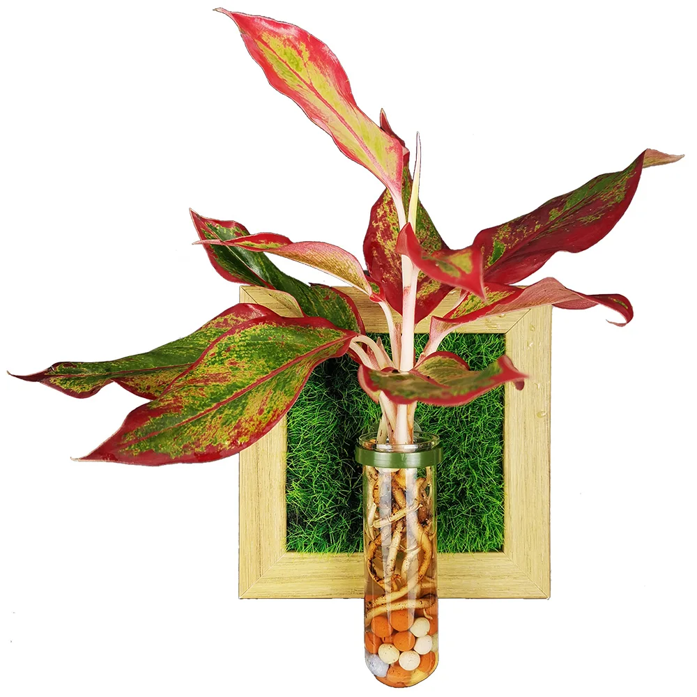 

Hanging glass tube planter pots for indoor plants, Pictures shown