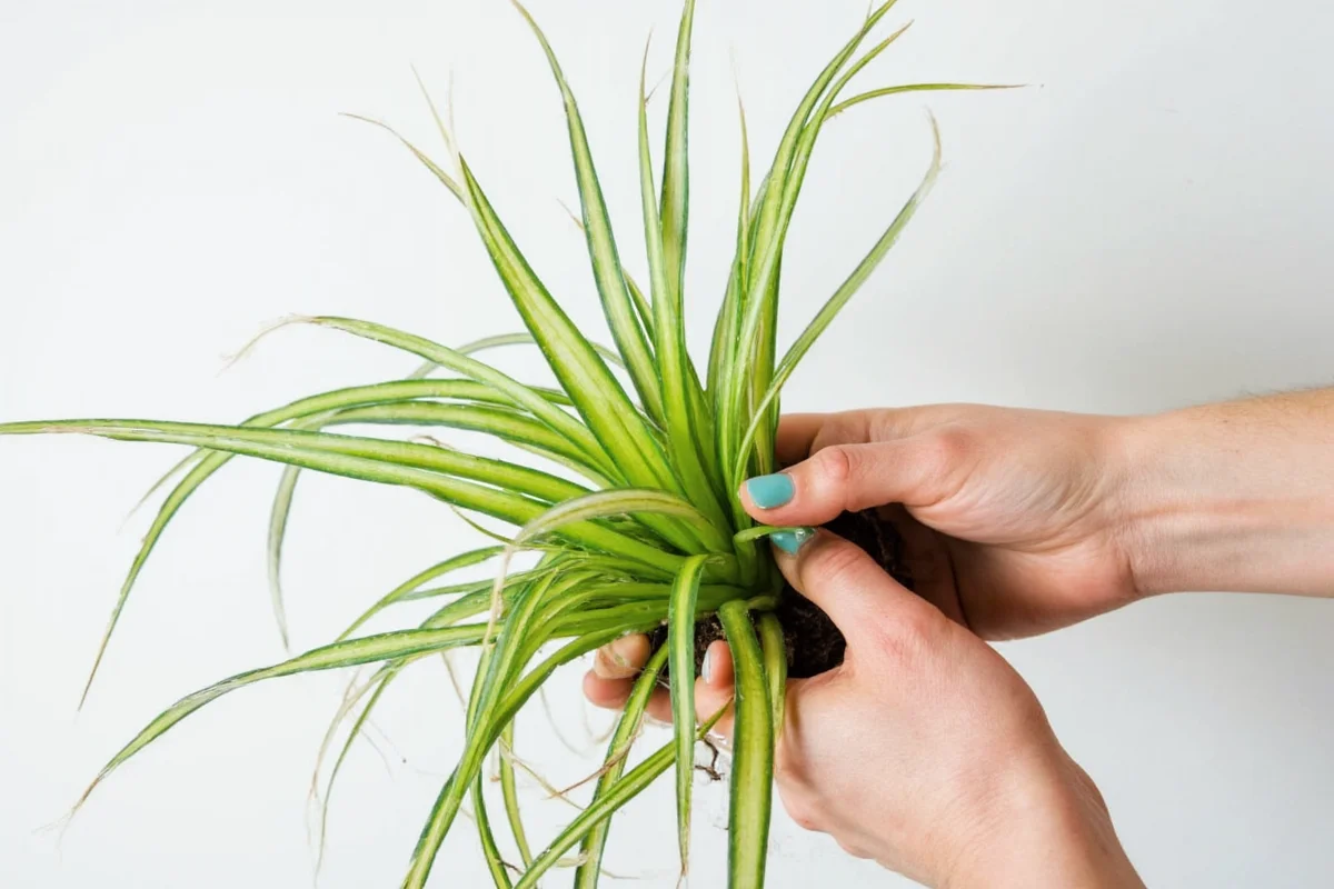 how to replant a spider plant