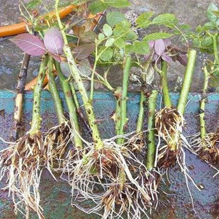 plant growth regulator pgr 4-cpa 4 cpa 4cpa 98%TC