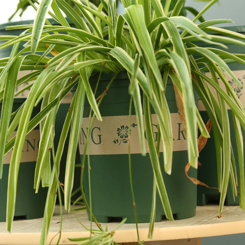 
big plastic pots for plants 7 gallon air flower pot outdoor 7 gallon black nursery pots 