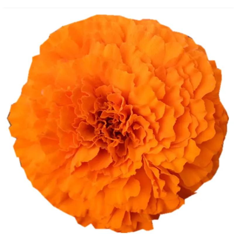 Chinese Healthy Snow Chrysanthemum Organic Flower Tea - 4uTea | 4uTea.com